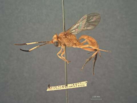 Hemigaster malayensis Cushman 1922的圖片