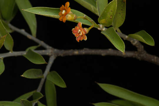 Image of Bonellia macrocarpa subsp. pungens (A. Gray) B. Ståhl & Källersjö