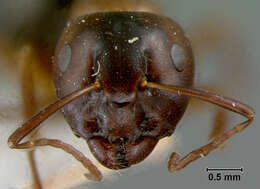 Plancia ëd Camponotus caryae (Fitch 1855)