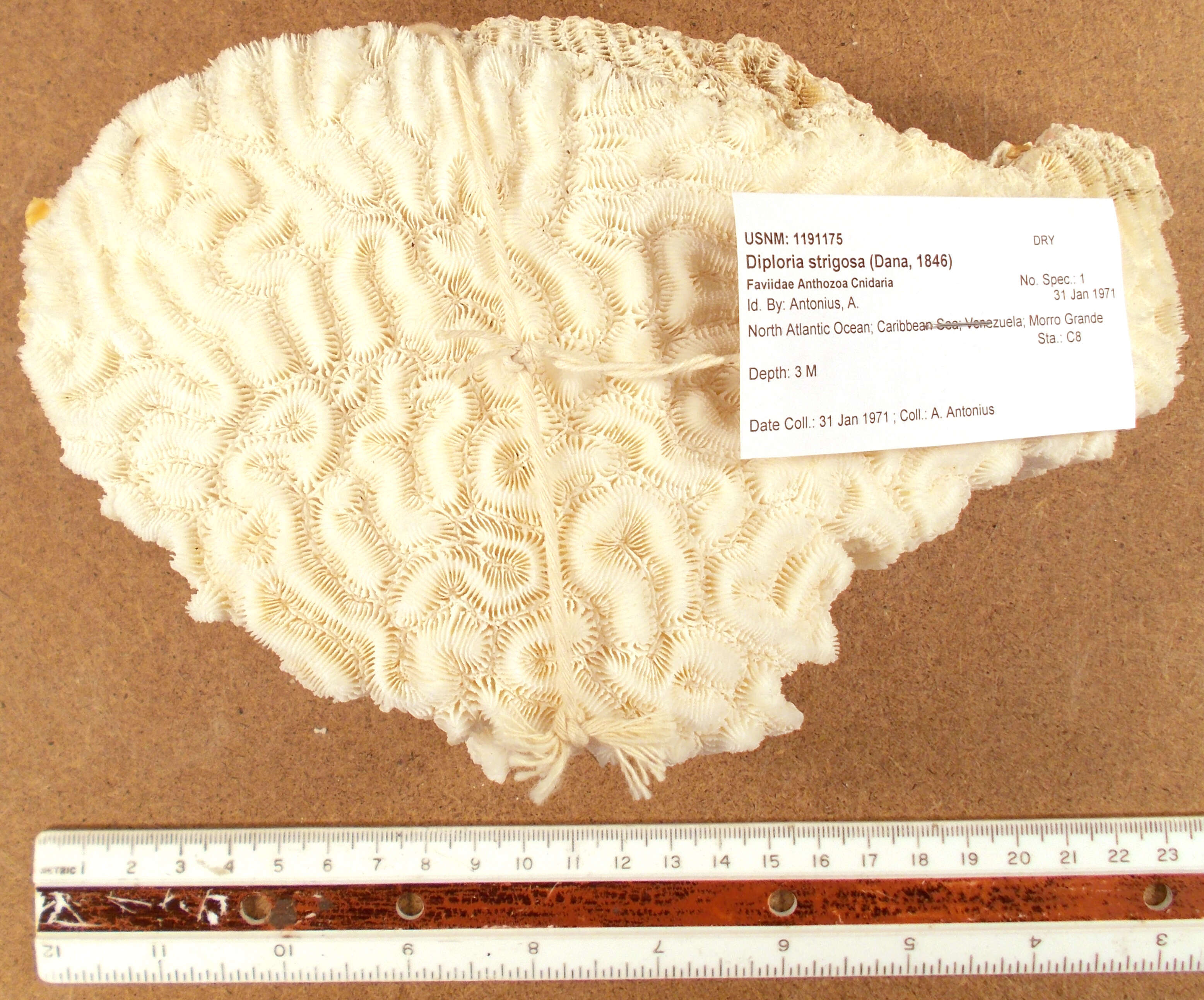 Image of Thin finger coral