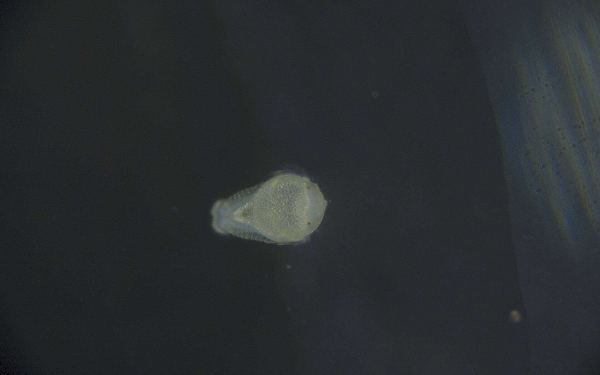 Image of Phyllodocida