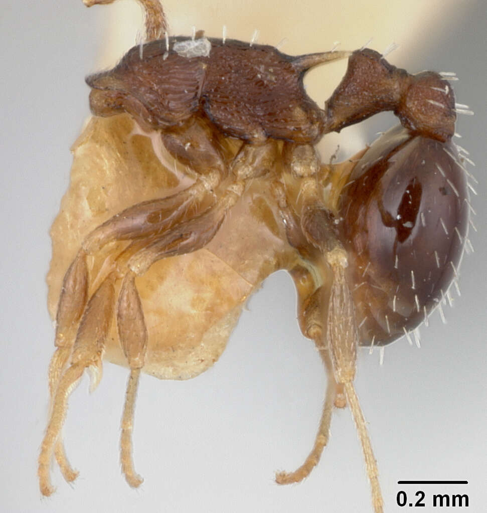 Image of Leptothorax longispinosus Roger 1863