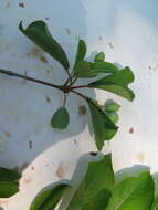 Image of Black Haw Viburnum