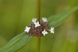 Image of Woodland False Buttonweed