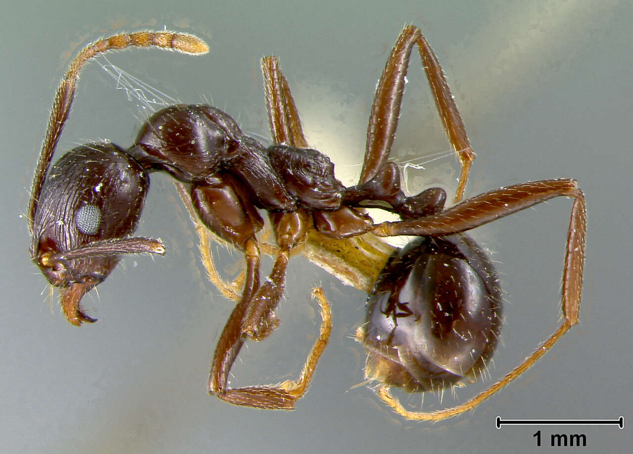 Image of Aphaenogaster Mayr 1853