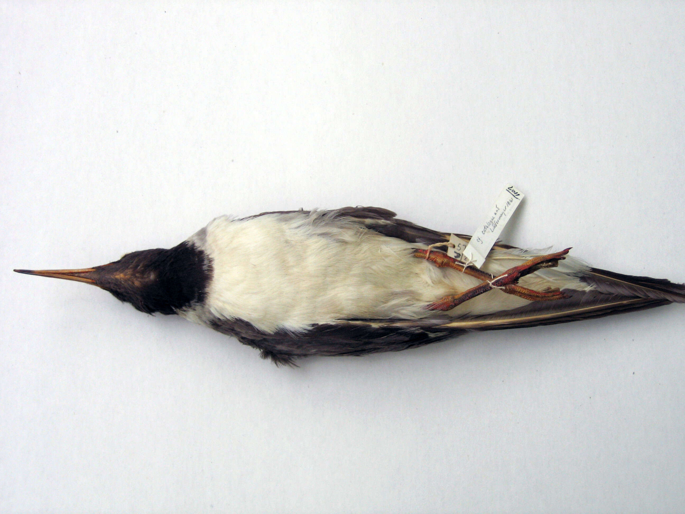 Image of Red Sea black-headed gull