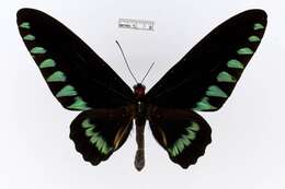 Image of Palawan Birdwing