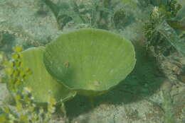 Image of Udotea cyathiformis