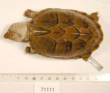 Image of Loggerhead Musk Turtle