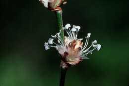 Image de Callisia fragrans (Lindl.) Woodson