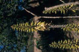 Imagem de Aloe vera (L.) Burm. fil.