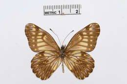 Image of Catasticta hebra (Lucas 1852)