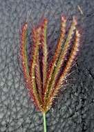 Image of swollen fingergrass