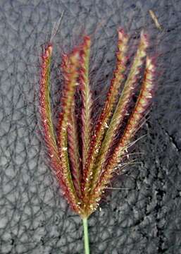 Image of swollen fingergrass