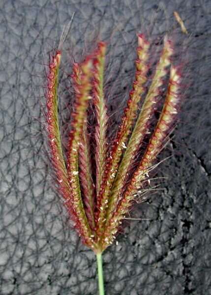 Image of swollen fingergrass