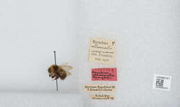 Image of Bombus jonellus (Kirby 1802)