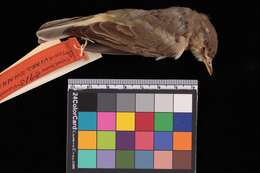 Image of Vireo gilvus swainsoni Baird & SF 1858