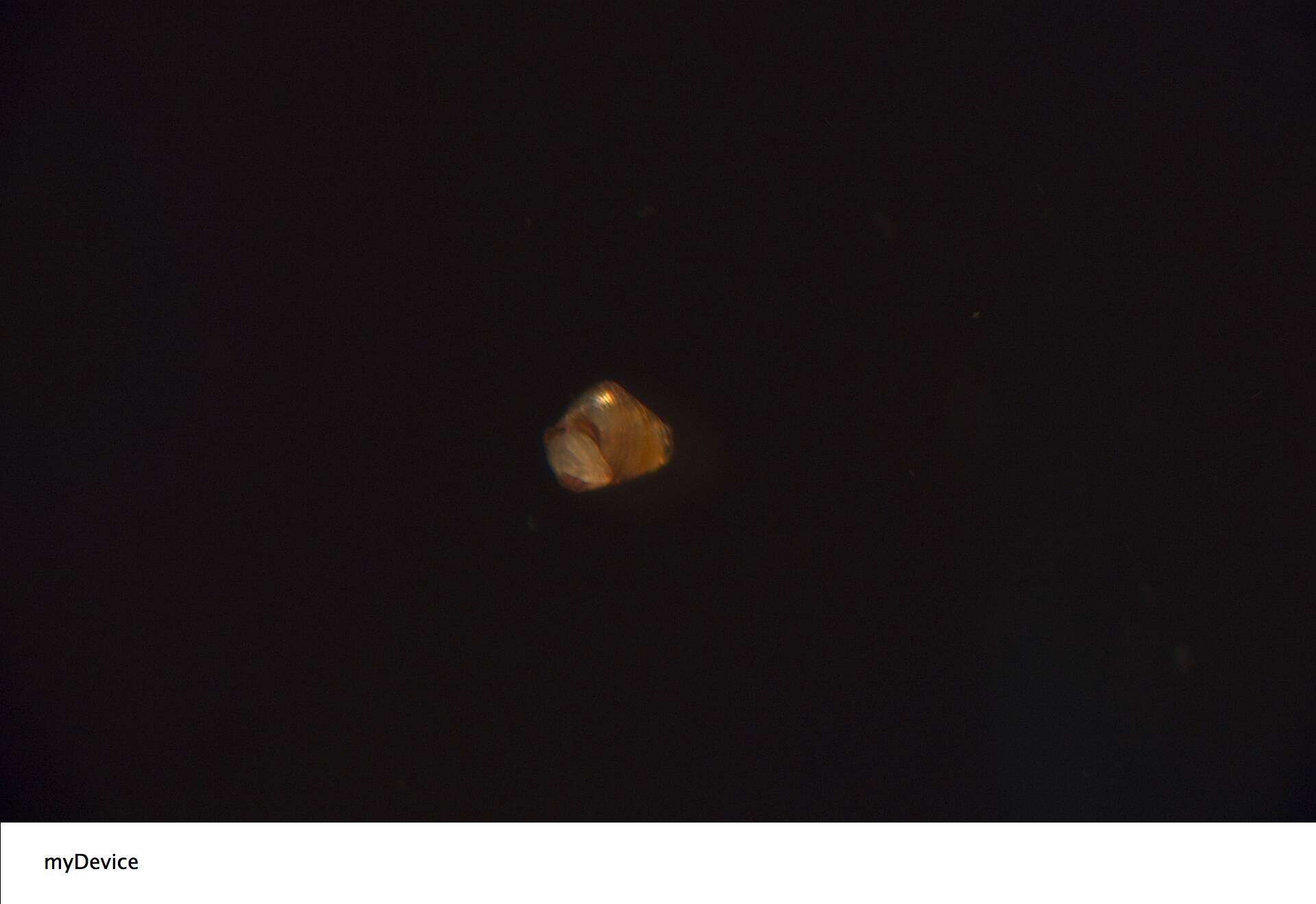Image of Cerithiidae
