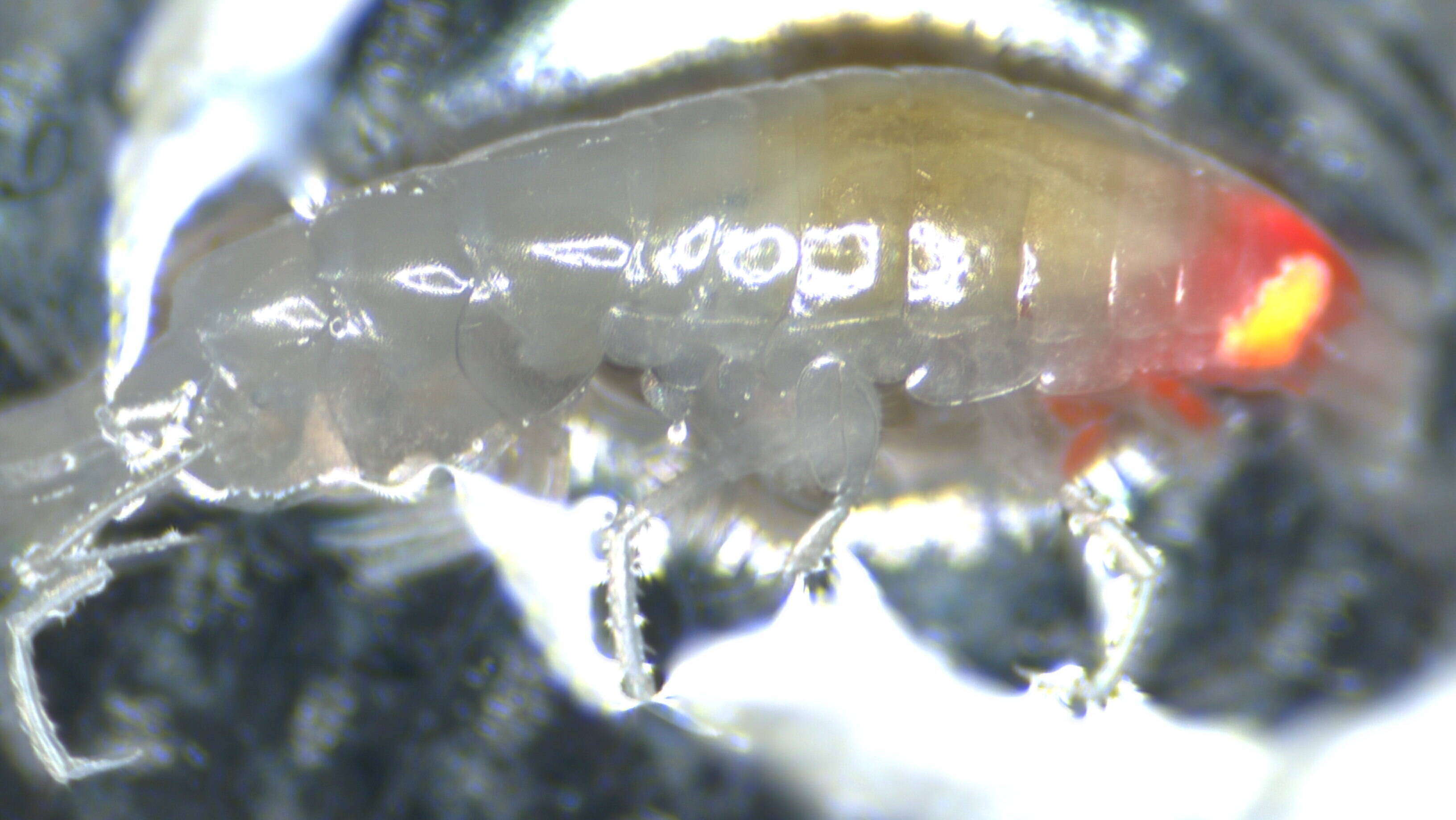 Image of Amphipoda