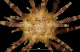 Image of slate pencil urchin