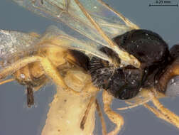 Image of Opius ornatigaster Fischer 1964