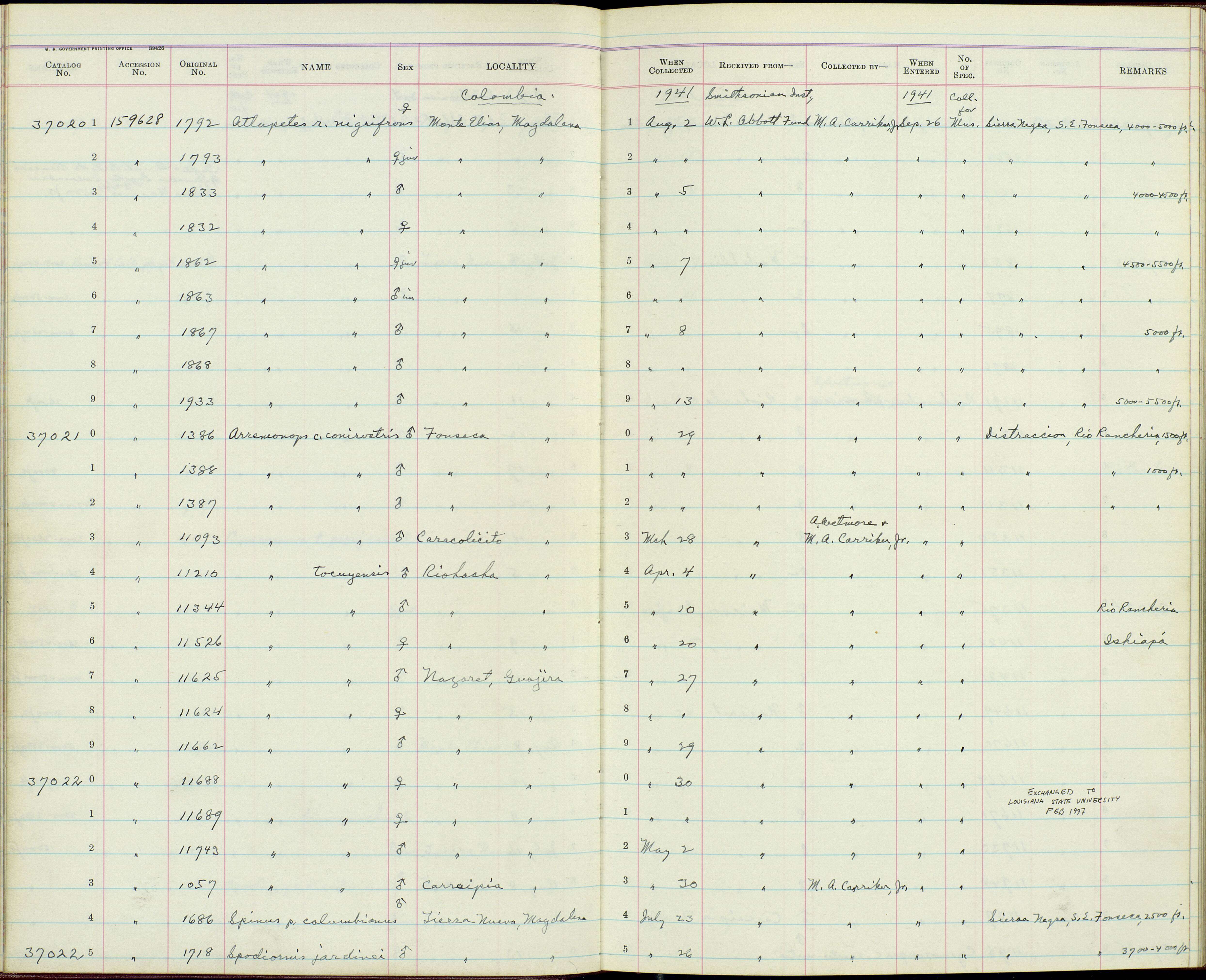 Plancia ëd Arremonops conirostris conirostris (Bonaparte 1850)