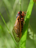 Image of Decim Periodical Cicada