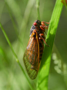 Image of Decim Periodical Cicada