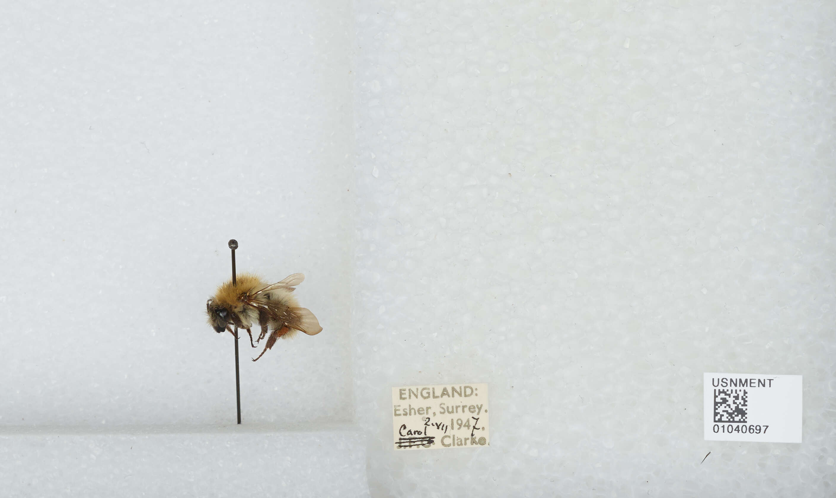 Image of Common carder bumblebee