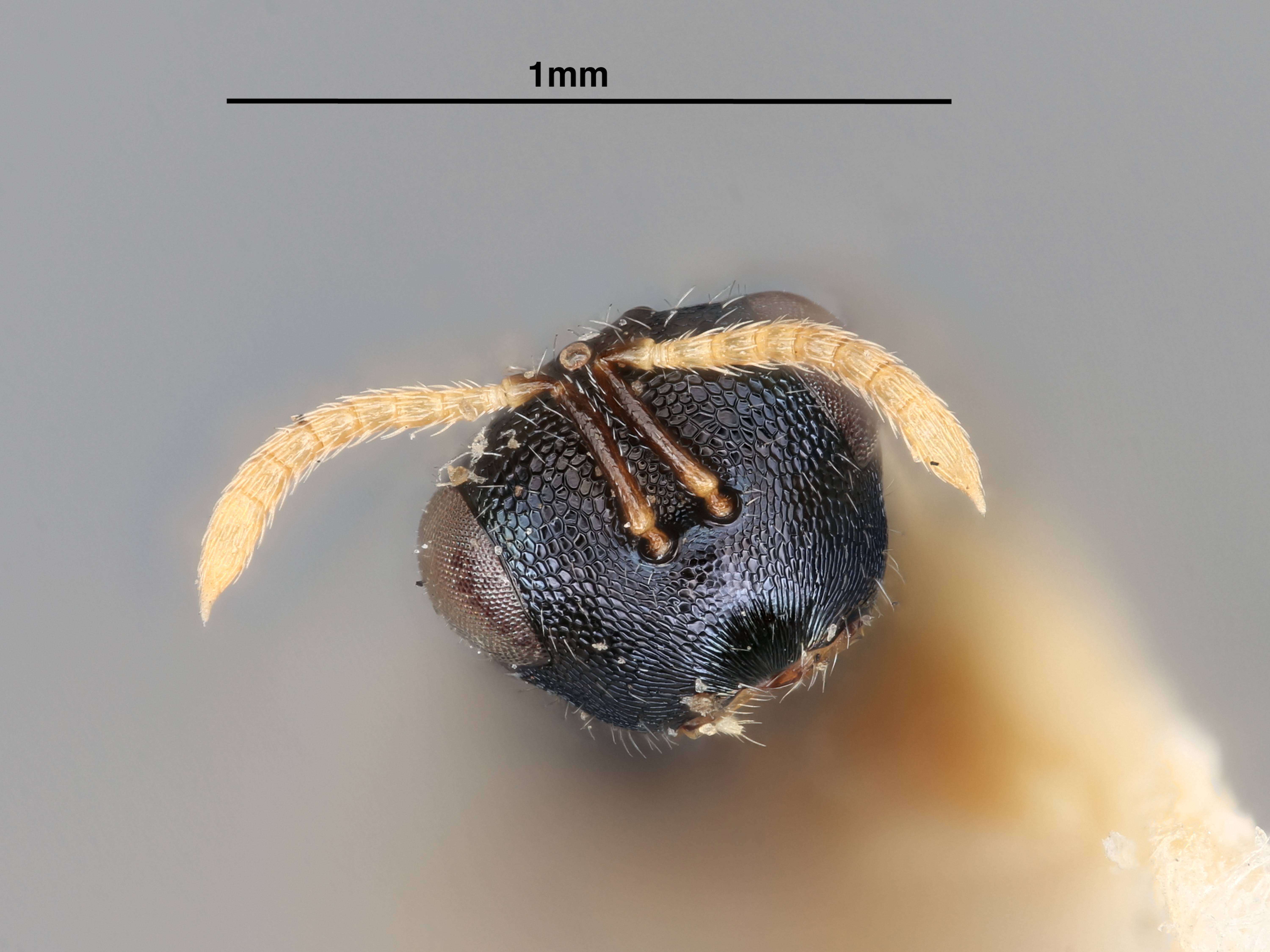 Plancia ëd Homoporus atriscapus (Gahan 1927)