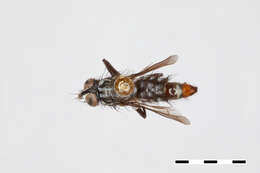 Image of Microcerella adelphe Pape 1990