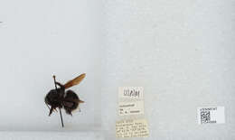 Imagem de Bombus volucelloides Gribodo 1892