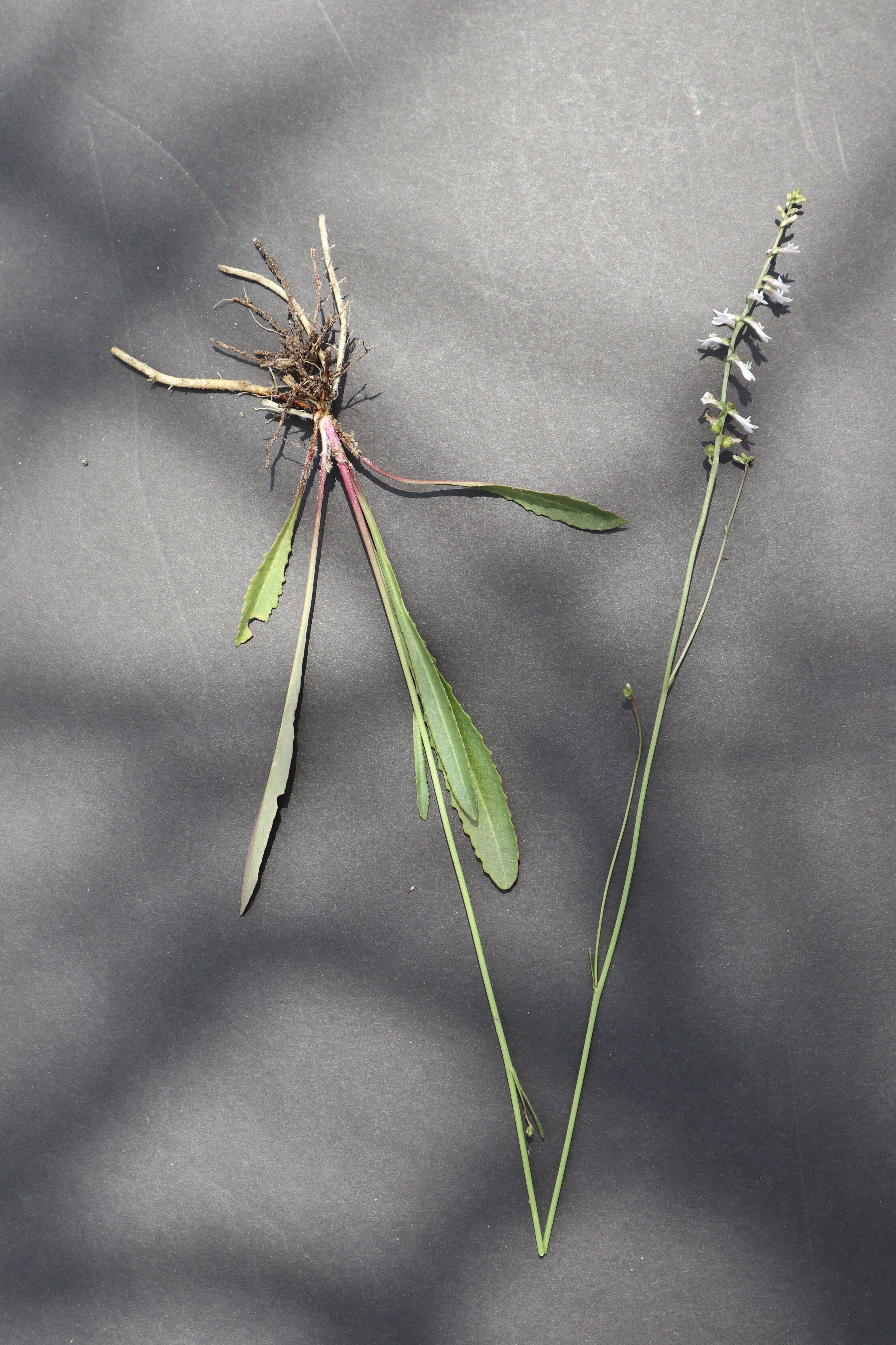 Image of White Lobelia