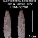 Imagem de Cochlodinella pelecostata C. Torre & Bartsch 1972