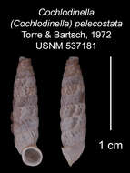 Image of Cochlodinella pelecostata C. Torre & Bartsch 1972