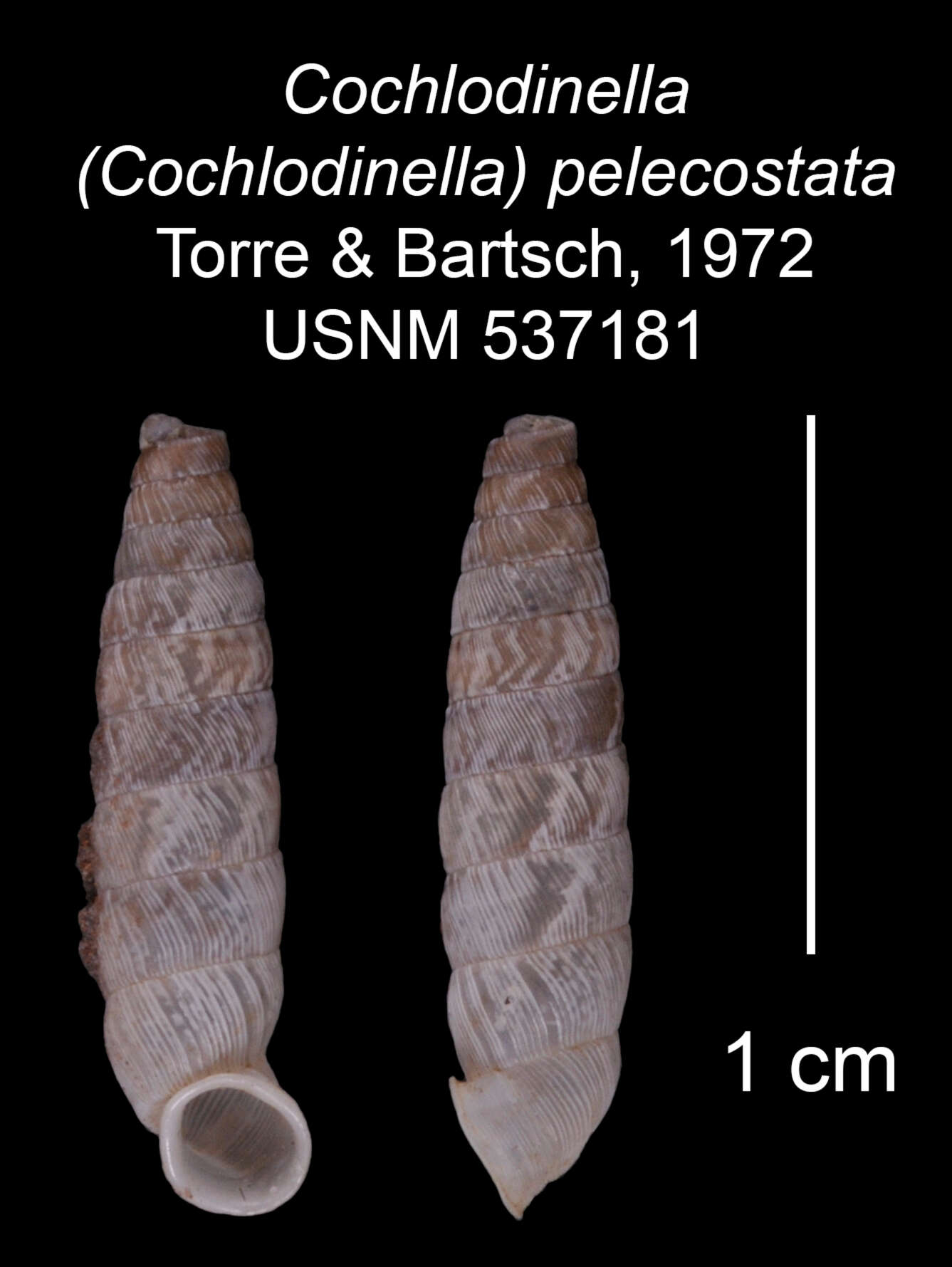 Imagem de Cochlodinella pelecostata C. Torre & Bartsch 1972