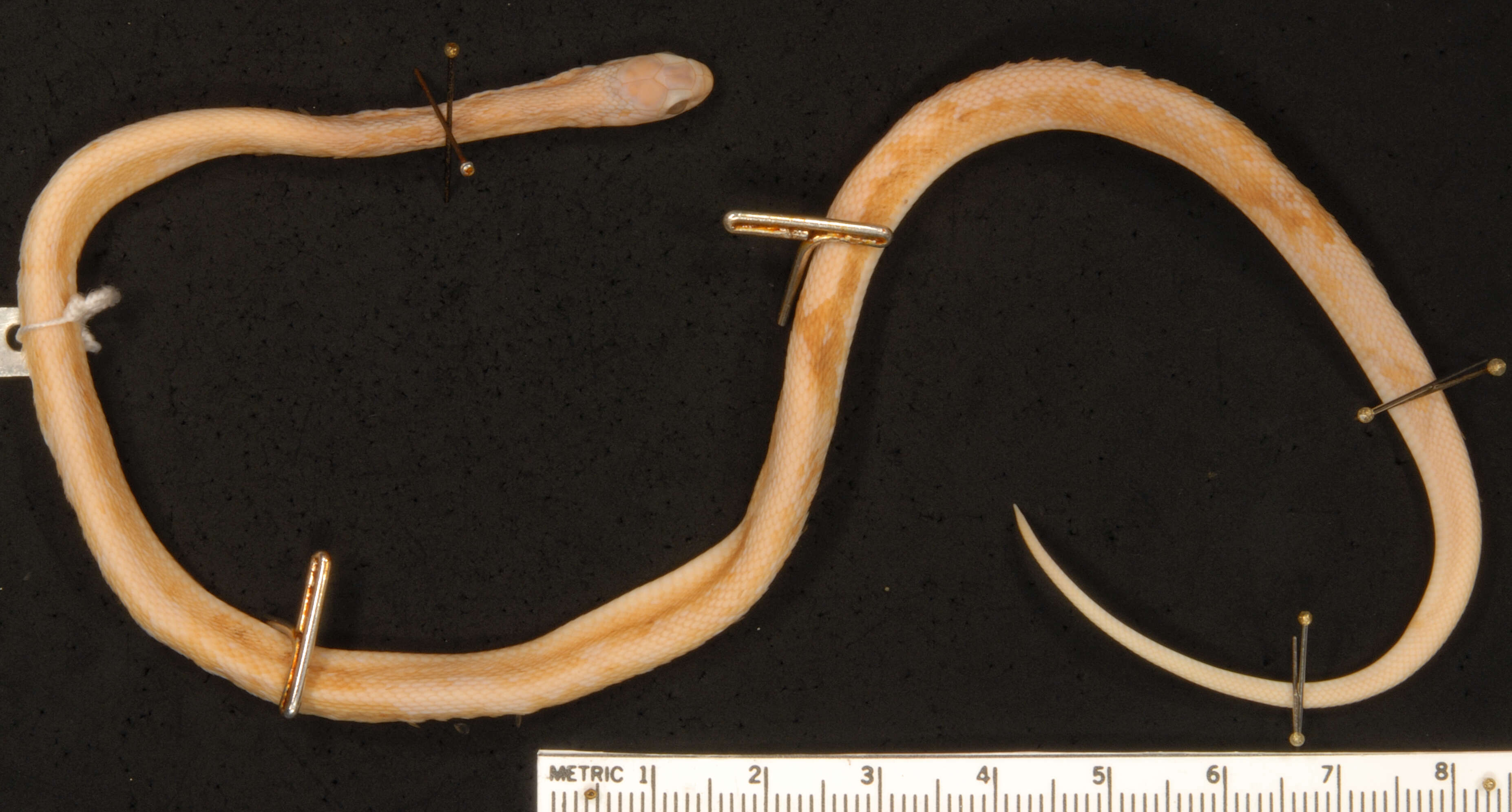 Image of Central African Egg-eating Snake