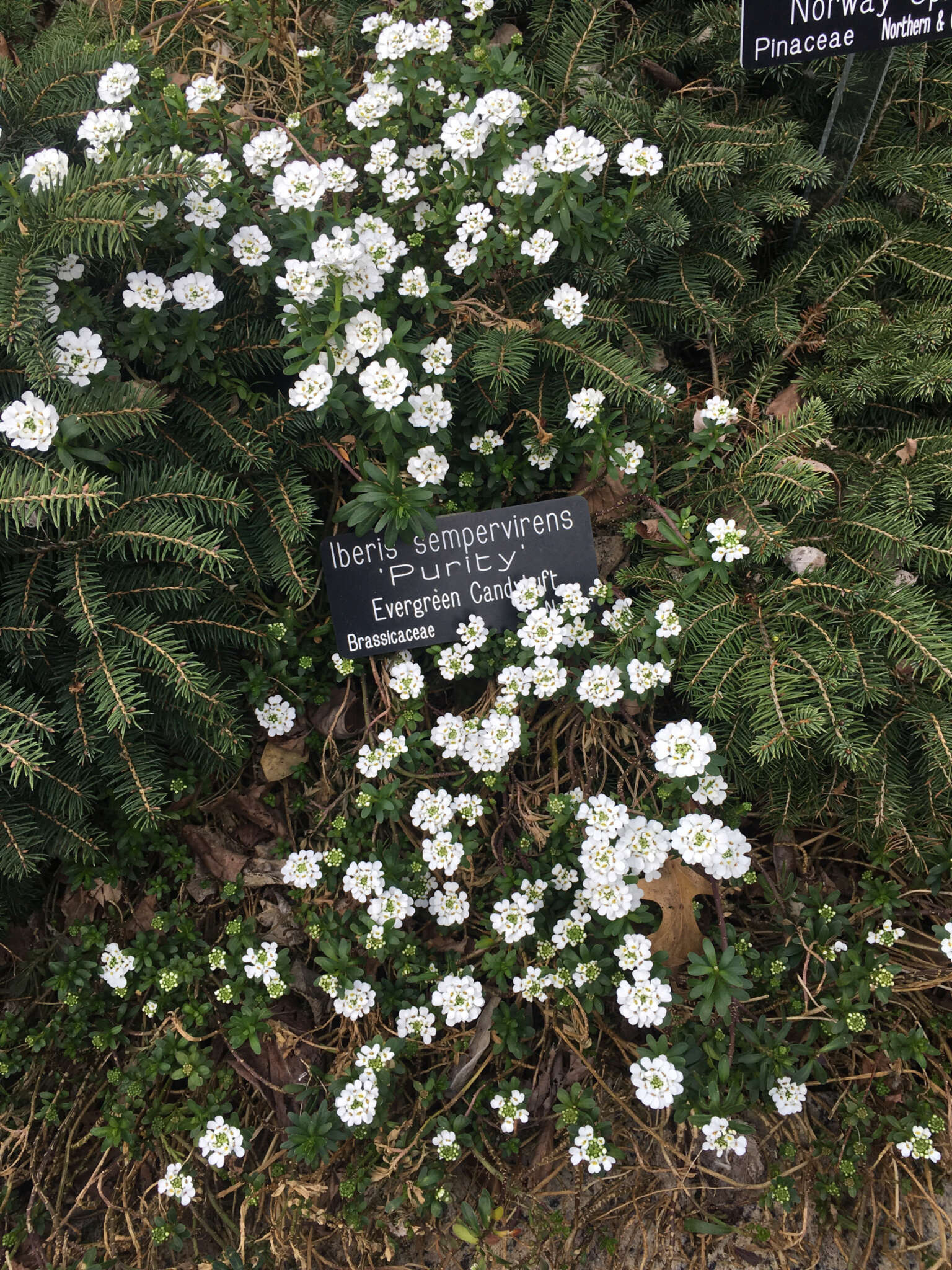 Image of evergreen candytuft