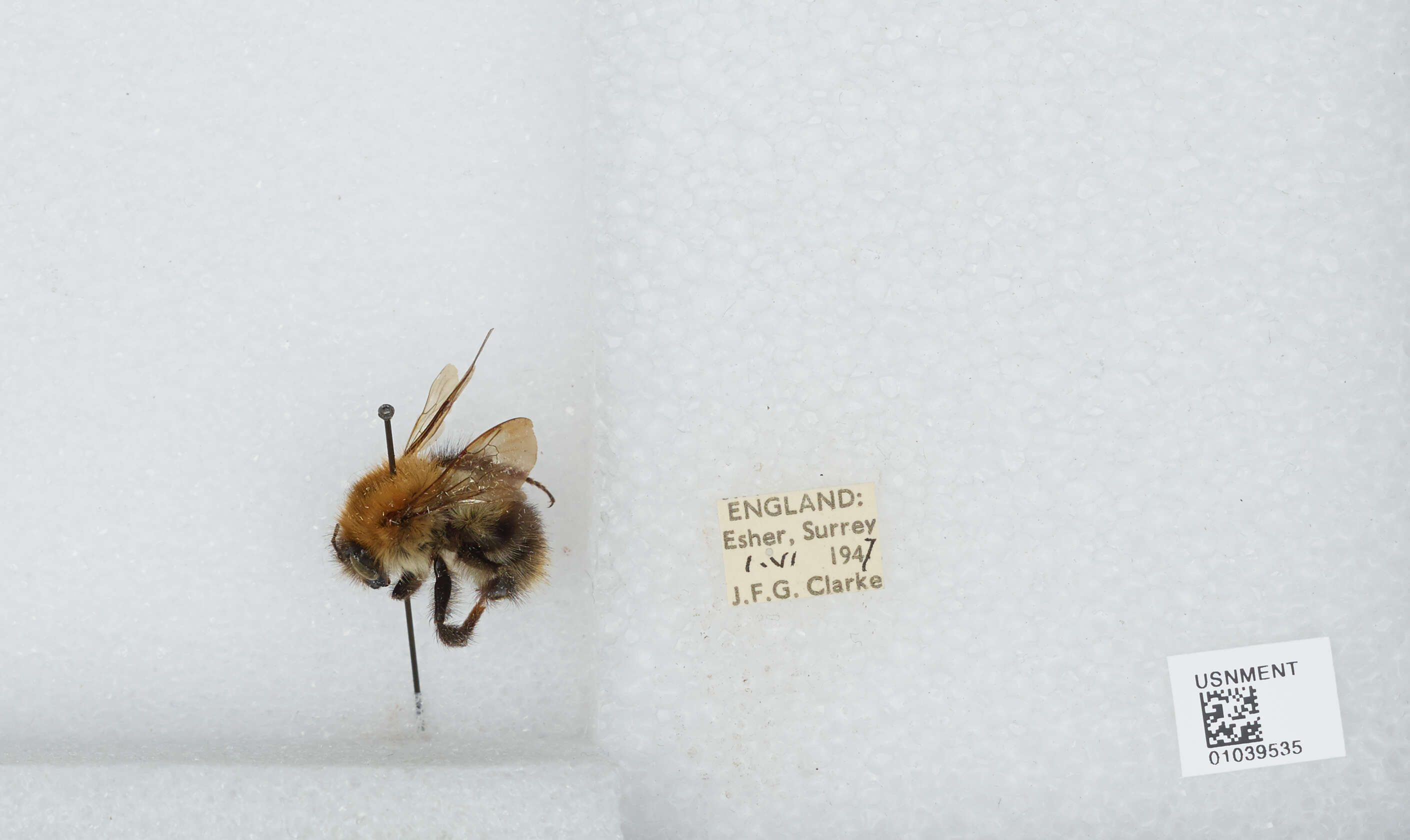 Image of Common carder bumblebee