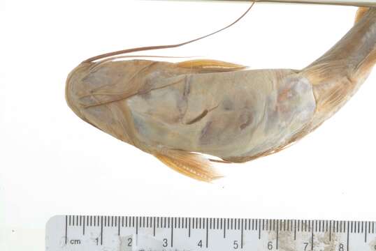 Image of Catfish