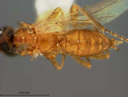 Image of Parasitoid wasp