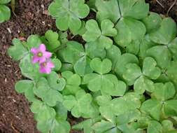 Image of pink woodsorrel