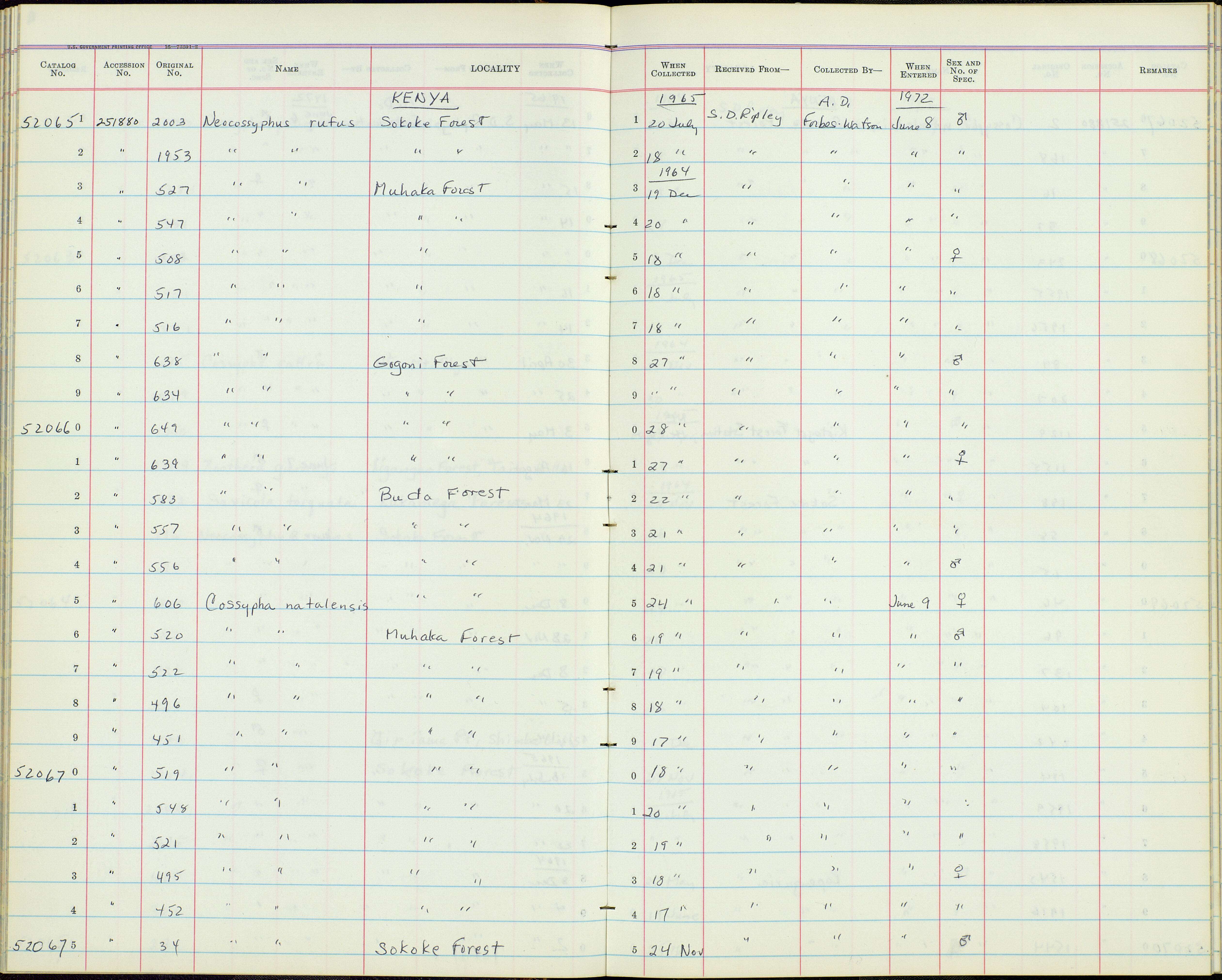 صورة Cossypha natalensis intensa Mearns 1913