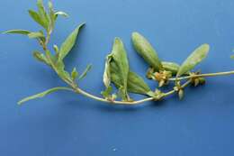 Image of Australian saltbush