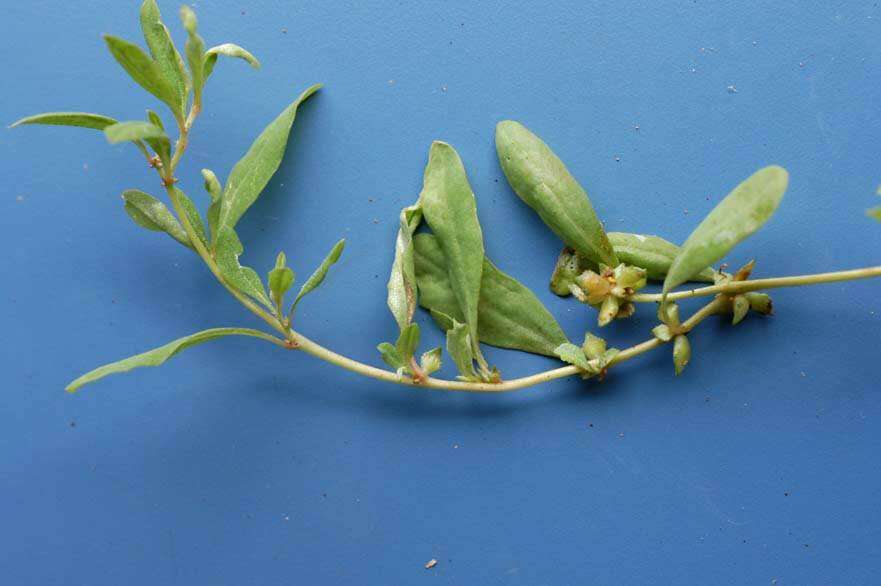 Image of Australian saltbush