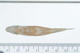 Image of Harelip Sucker