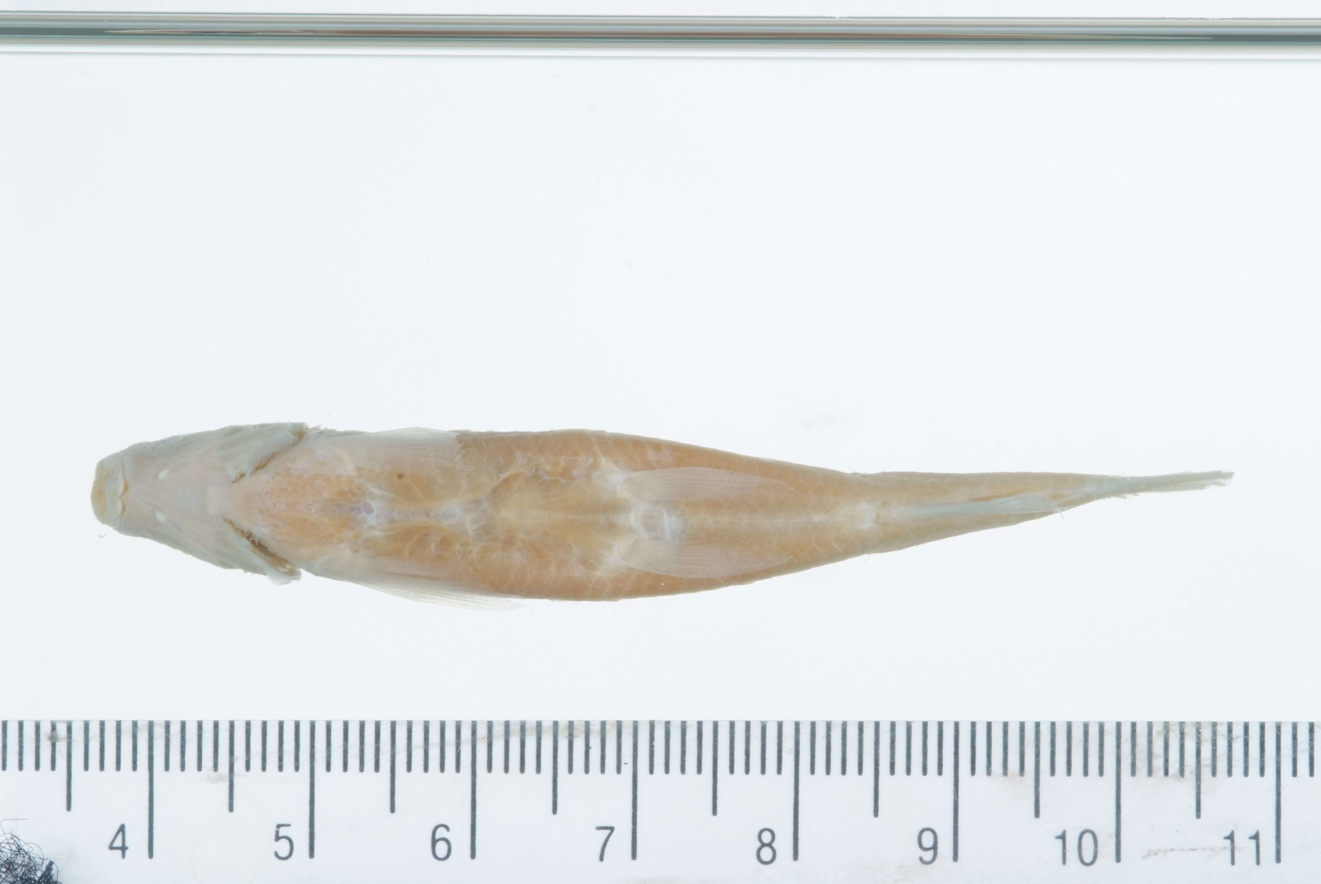 Image of Harelip Sucker