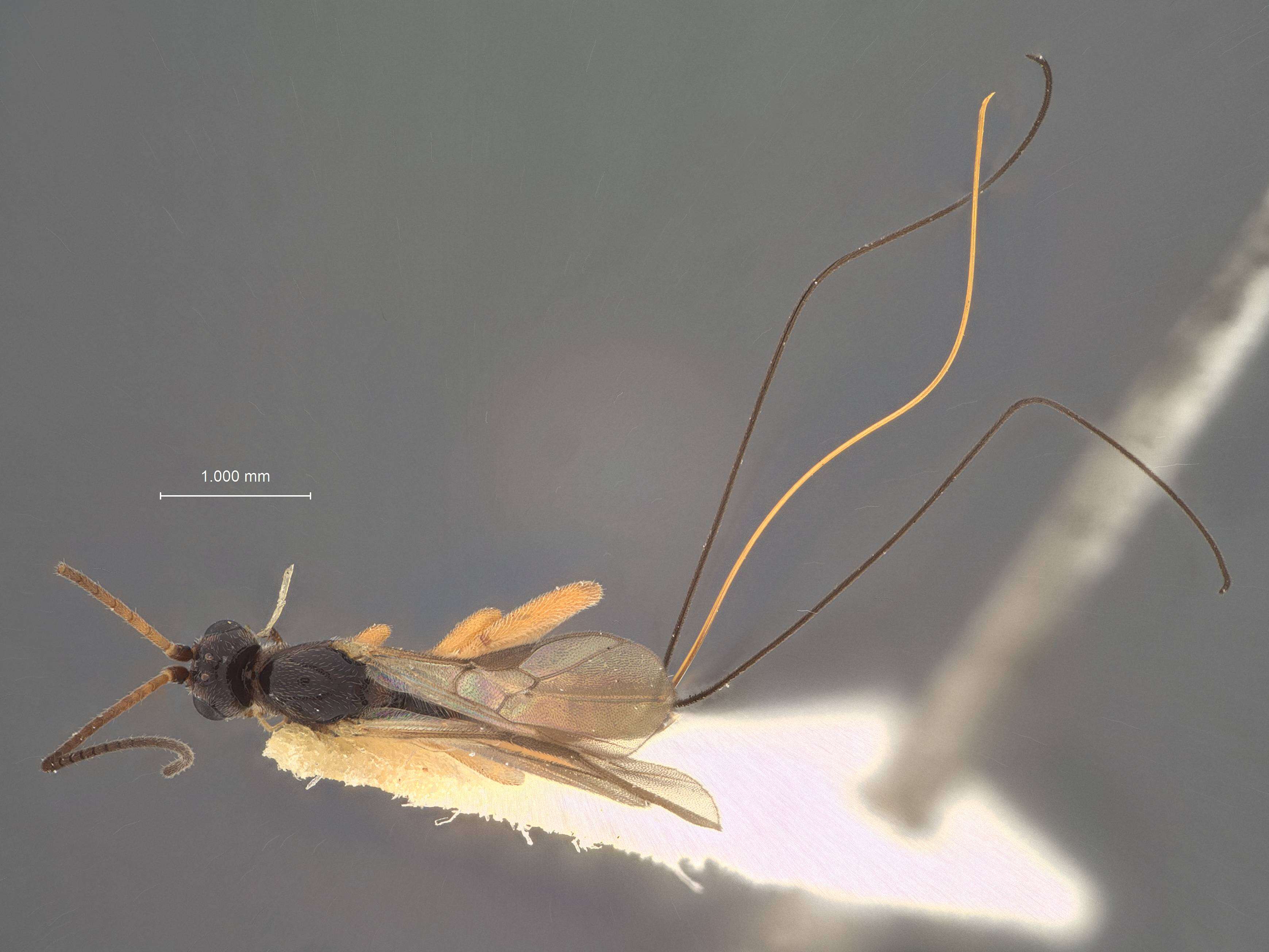 Image of Orgilus macrurus Muesebeck 1970