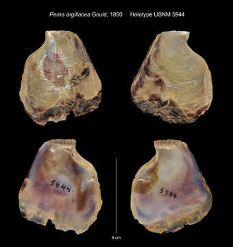 Image de Isognomon ephippium (Linnaeus 1758)