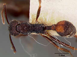 Image of Aphaenogaster relicta Wheeler & Mann 1914